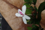 <strong>Pseuderanthemum - Ramon, Laurence - 173</strong><br />© Ramon, Laurence